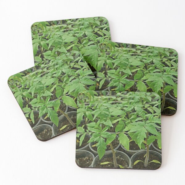 Item preview, Green tomato seedlings before planting designed and sold by qiiip.