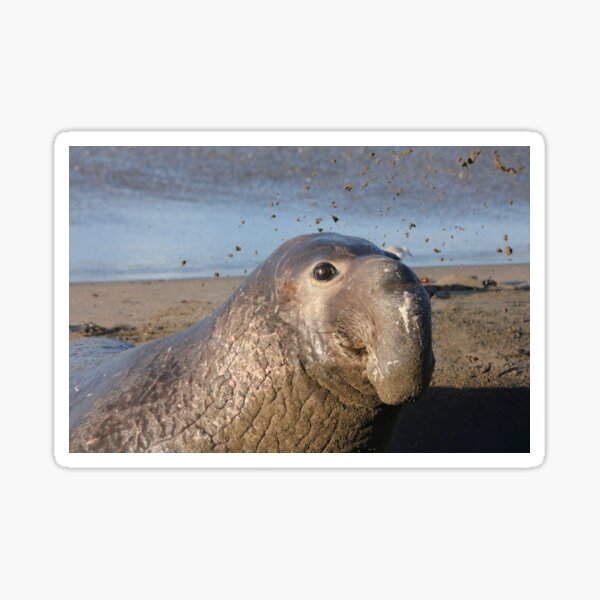Item preview, Elephant seal designed and sold by MelKowasic.