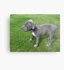 Herrliches Baby, blauer Pit Bull Puppy Dog mit Falten Metallbild