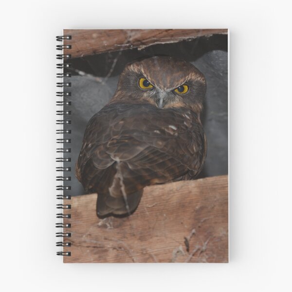 Item preview, The Boobook Look. designed and sold by James Peake Nature Photography..