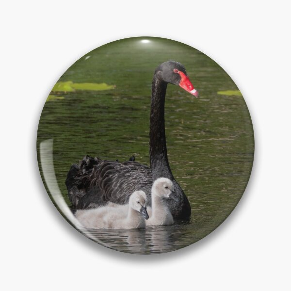 Artikelvorschau, Schwarzer Schwan und Cygnets entworfen und verkauft von Andrew Goodall.