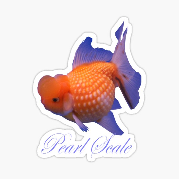Fancy pearlscale Goldfish. Sticker