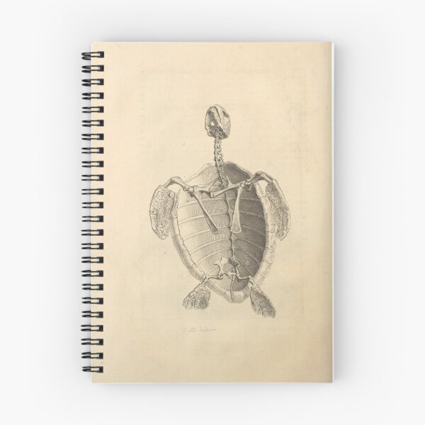 Item preview, Turtle Skeleton designed and sold by Humanicorporis.