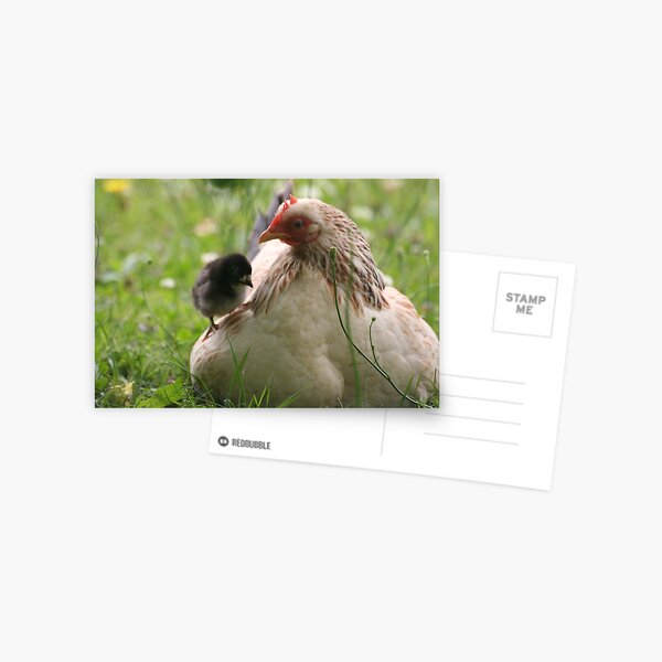 Just Winging it! Postcard