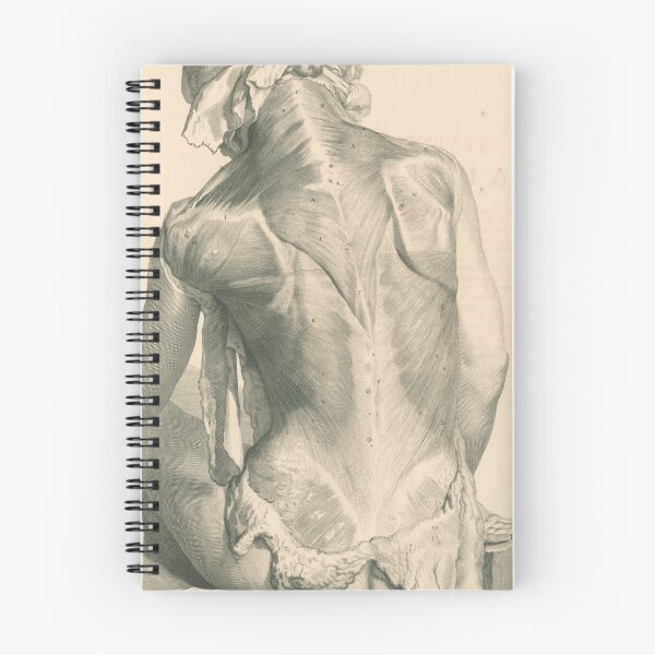 Item preview, Vintage back anatomy illustration designed and sold by Humanicorporis.