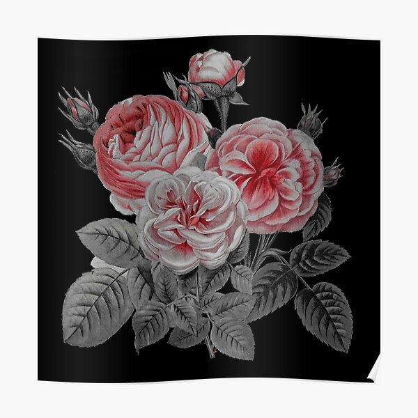 Wandbilder Antike Rosen Redbubble