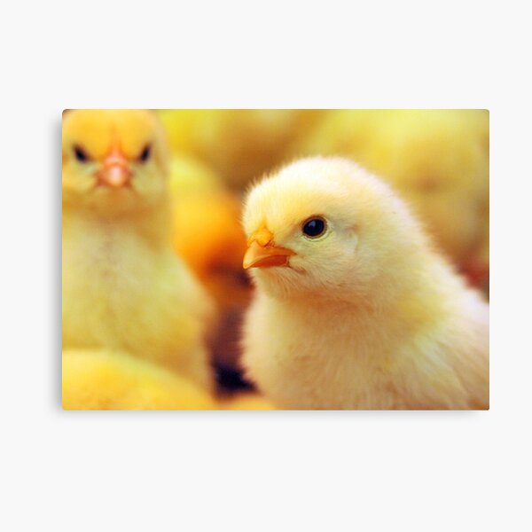 Chicks Canvas Print