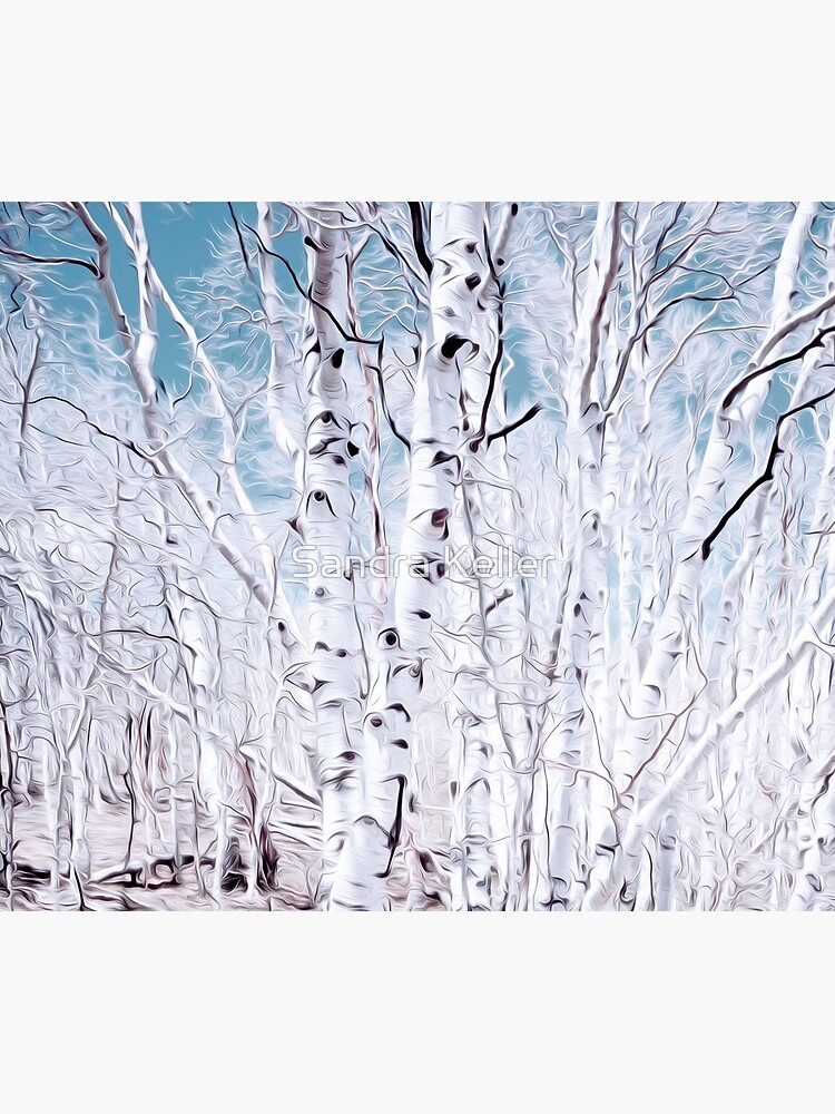 Birch Trees by skc-images