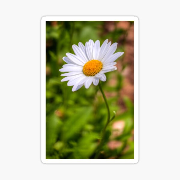 Daisy 2 Sticker