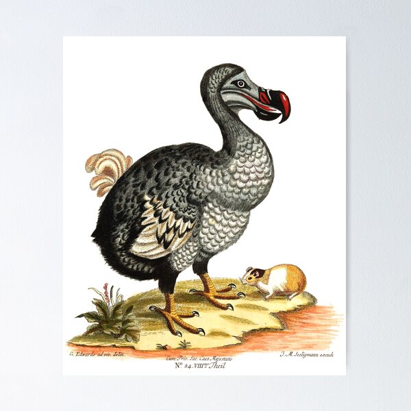 Dodo Framed Tile