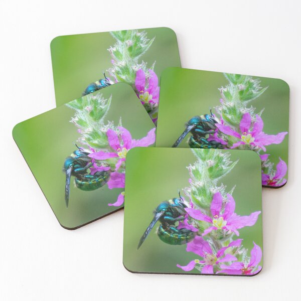 Item preview, Carpenter bee feeding on a purple wildflower. designed and sold by Cornishinoz.