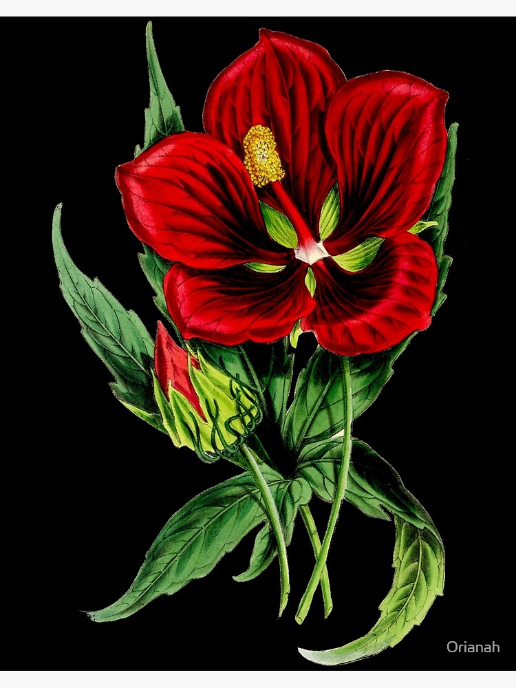 Set of Hibiscus | Hibiscus drawing, Flower painting, Flower art