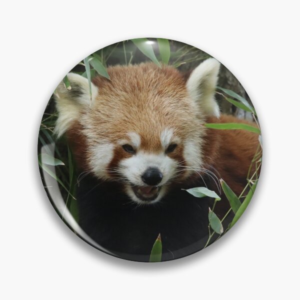 Item preview, Red Panda designed and sold by aquabella.