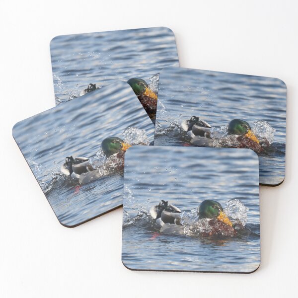 Item preview, Mallard taking a dip designed and sold by GreyFeatherPhot.