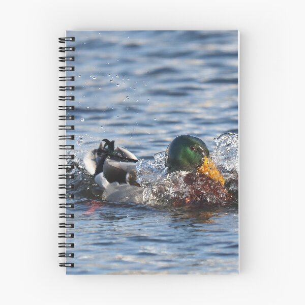 Item preview, Mallard taking a dip designed and sold by GreyFeatherPhot.