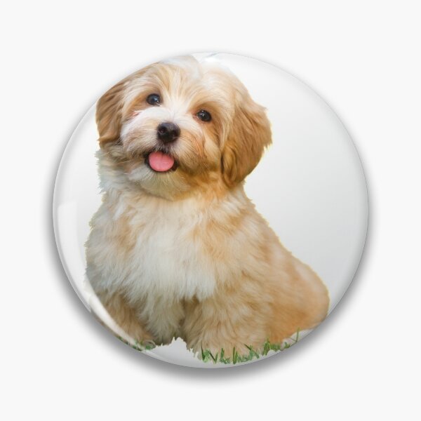 Item preview, Cute Havanese Puppy designed and sold by Zestyfying Designs.