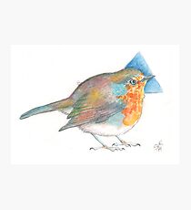 English Robin Photographic Print