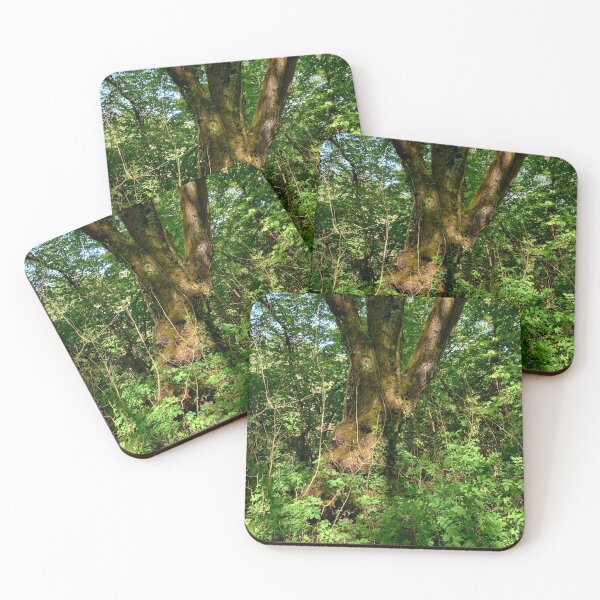 Item preview, A tree in the Ancient Woodland around Bargoed designed and sold by VnGphoto.
