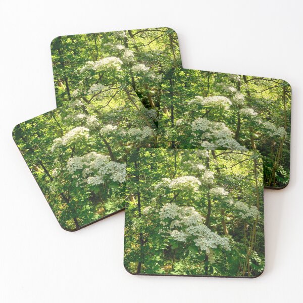 Item preview, Ancient Woodland Bargoed South Wales designed and sold by VnGphoto.