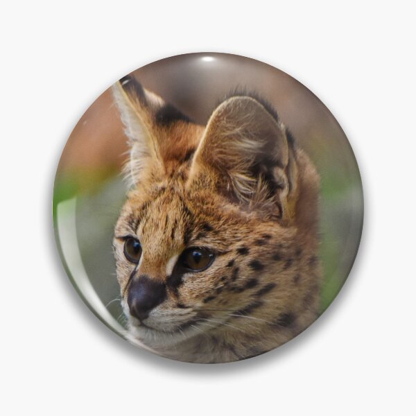Item preview, Adorable serval kitten designed and sold by cdkphotos.