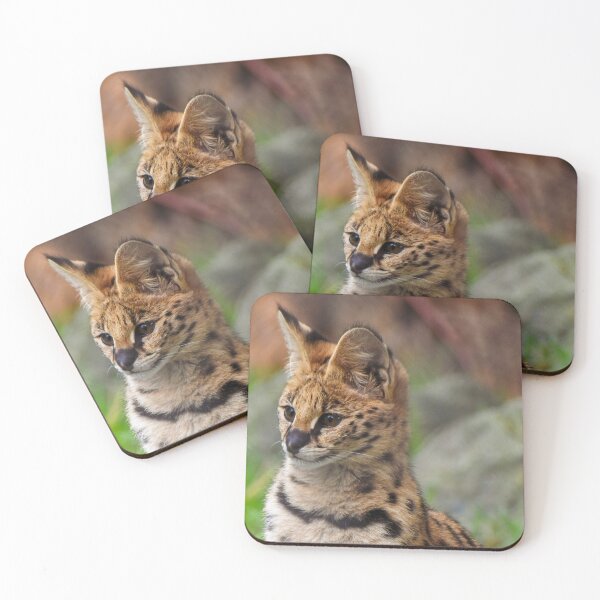 Item preview, Adorable serval kitten designed and sold by cdkphotos.