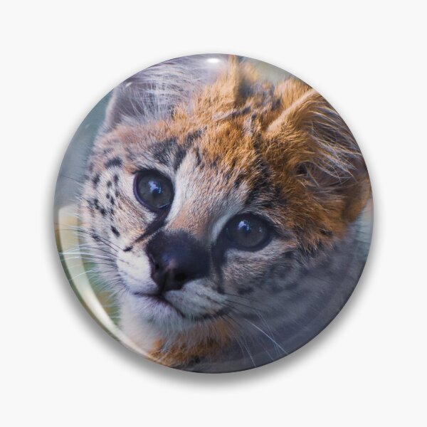 Item preview, Cute serval kitten designed and sold by cdkphotos.