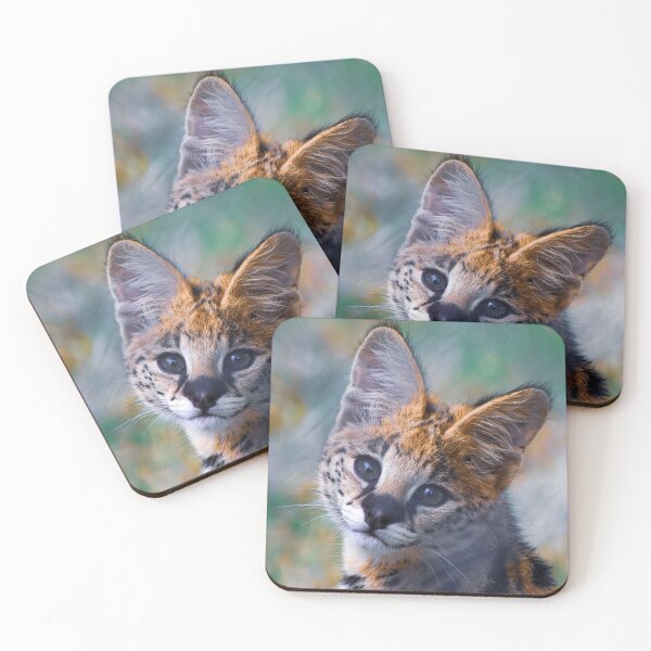 Item preview, Cute serval kitten designed and sold by cdkphotos.