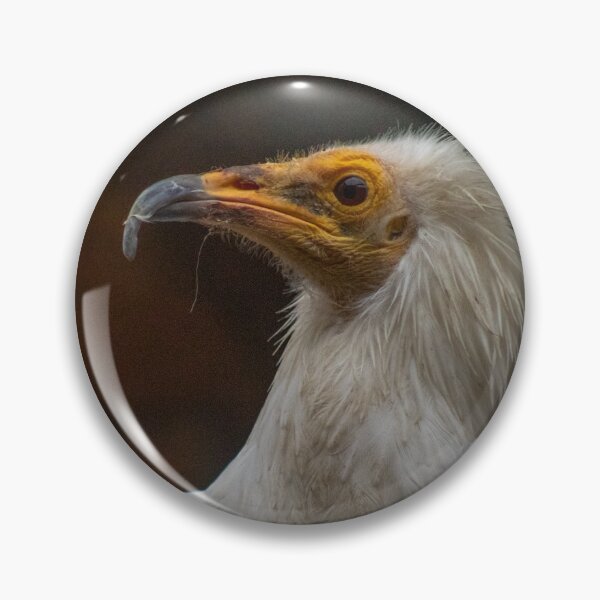 Item preview, Egyptian vulture Photography designed and sold by Aelittia.