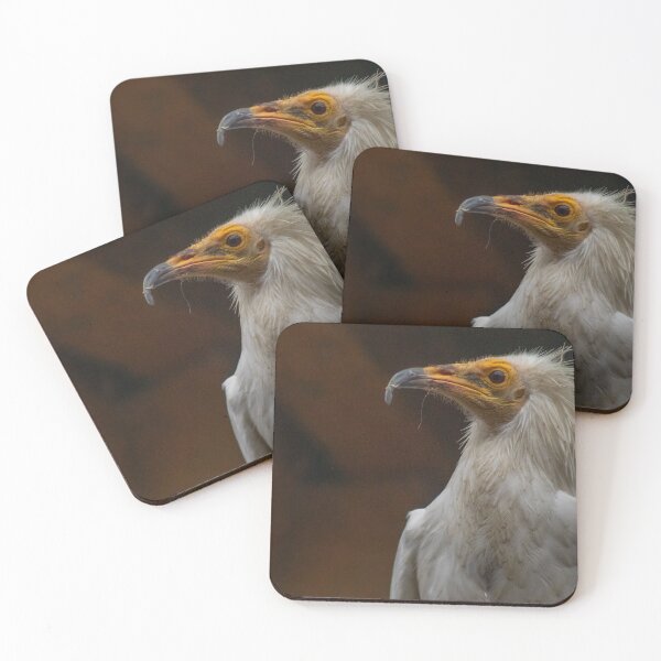 Item preview, Egyptian vulture Photography designed and sold by Aelittia.