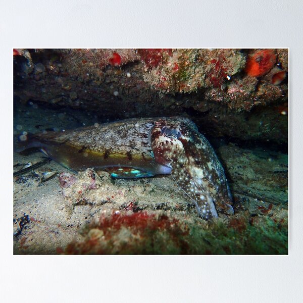 Item preview, Cuttlefish - Omeo wreck designed and sold by RedCloudDesign.