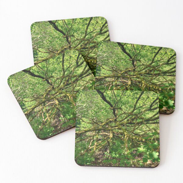 Item preview, Tree Branches in the forest Bargoed designed and sold by VnGphoto.