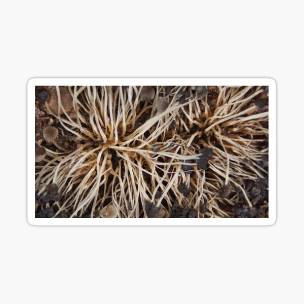 Item preview,  Fungi Stems  - South Australia designed and sold by MagpieSprings.