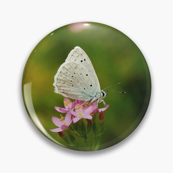 Item preview, Blue tooth wing designed and sold by NW-Photo-Art.