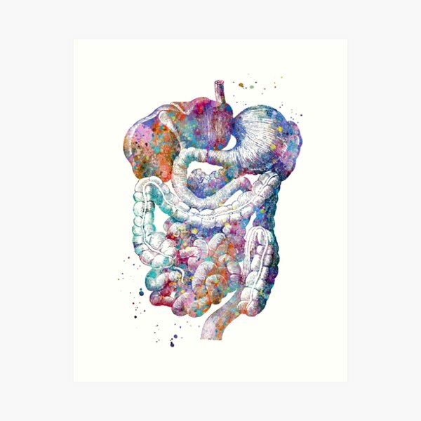 Human Digestive System Art Print