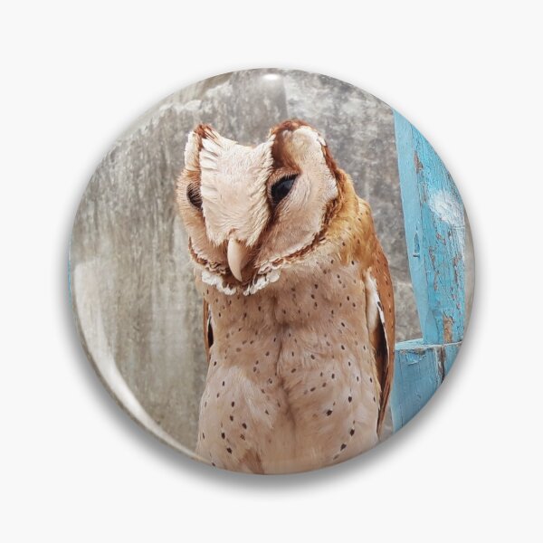 Aperçu de l'œuvre Le hibou orange endormi créée et vendue par ColourfulDae.