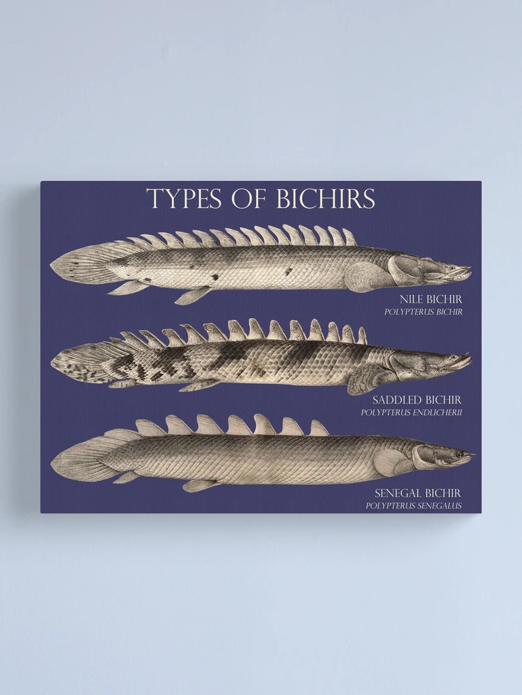 Bichir Types Polypterus Aqaurium Monster Fish Keeper Retro Vintage