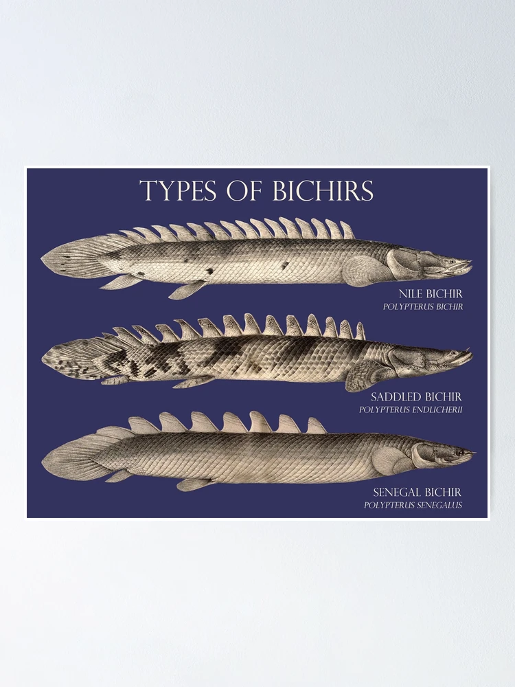 Bichir Types Polypterus Aqaurium Monster Fish Keeper Retro Vintage