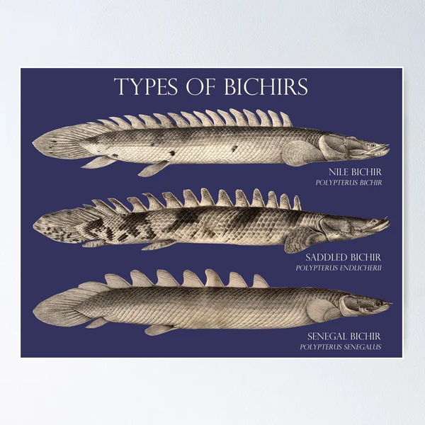Bichir Types Polypterus Aqaurium Monster Fish Keeper Retro Vintage