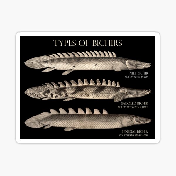 Bichir Types Polypterus Aqaurium Monster Fish Keeper Retro Vintage Aquarist Sticker