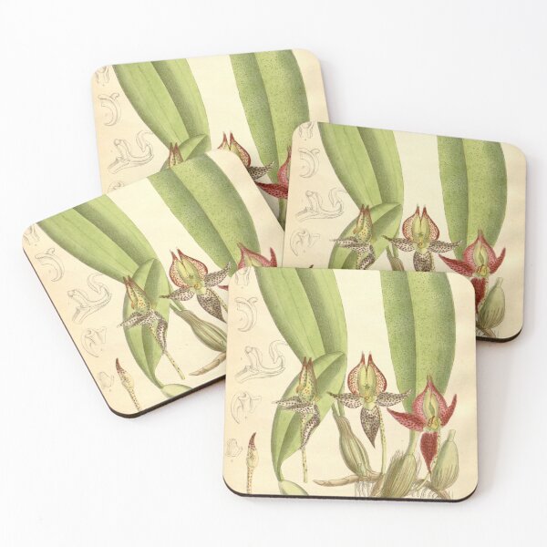 Item preview, Bulbophyllum macranthum designed and sold by EsotericBotanic.