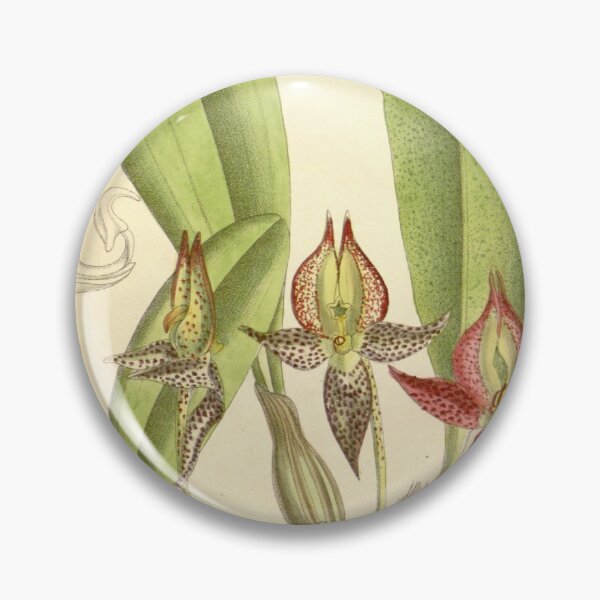 Item preview, Bulbophyllum macranthum designed and sold by EsotericBotanic.