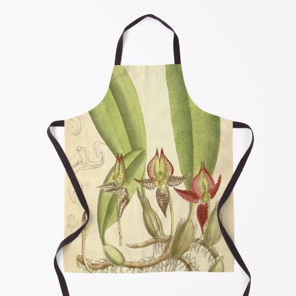Item preview, Bulbophyllum macranthum designed and sold by EsotericBotanic.