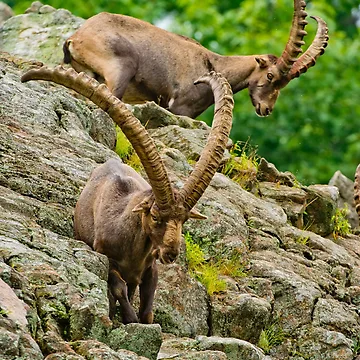 Artwork thumbnail, Ibex On Rocks by Michael Cummings