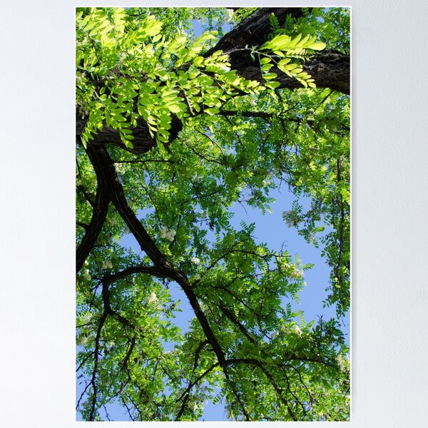Item preview, Green Skies  designed and sold by AM FineArtPrints.