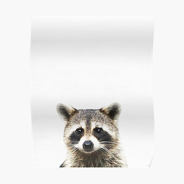  Trash Panda Raccoon Poster Wall Art Decor Unframed