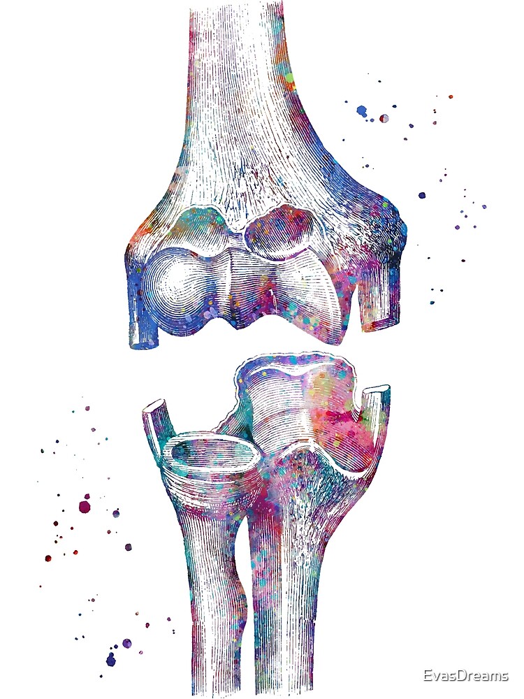 Impression Photo Anatomie Du Squelette Des Os Du Genou Humain Par