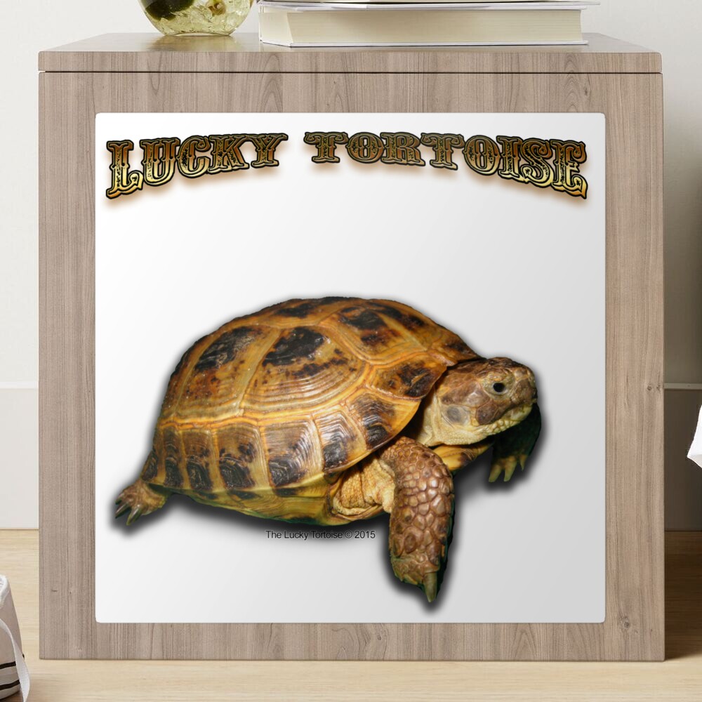 Jump up 59 cm Lucky Tortoise Standing On One Hand Self Adhesive Sticker  Price in India - Buy Jump up 59 cm Lucky Tortoise Standing On One Hand Self  Adhesive Sticker online