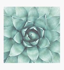Plants print, Minimalist, Houseleek, Beach art, Nature, Modern art, Wall art Photographic Print