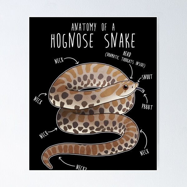 Artikel-Vorschau von Anatomie einer Hognose-Schlange, designt und verkauft von Clara Hollins.