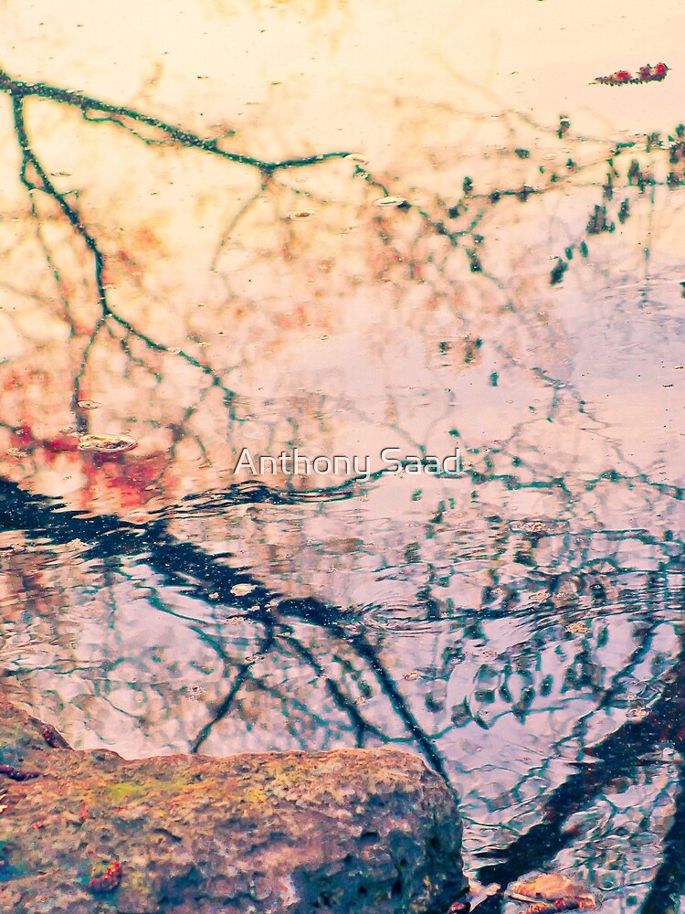 Tree Water Tree by byoGuru